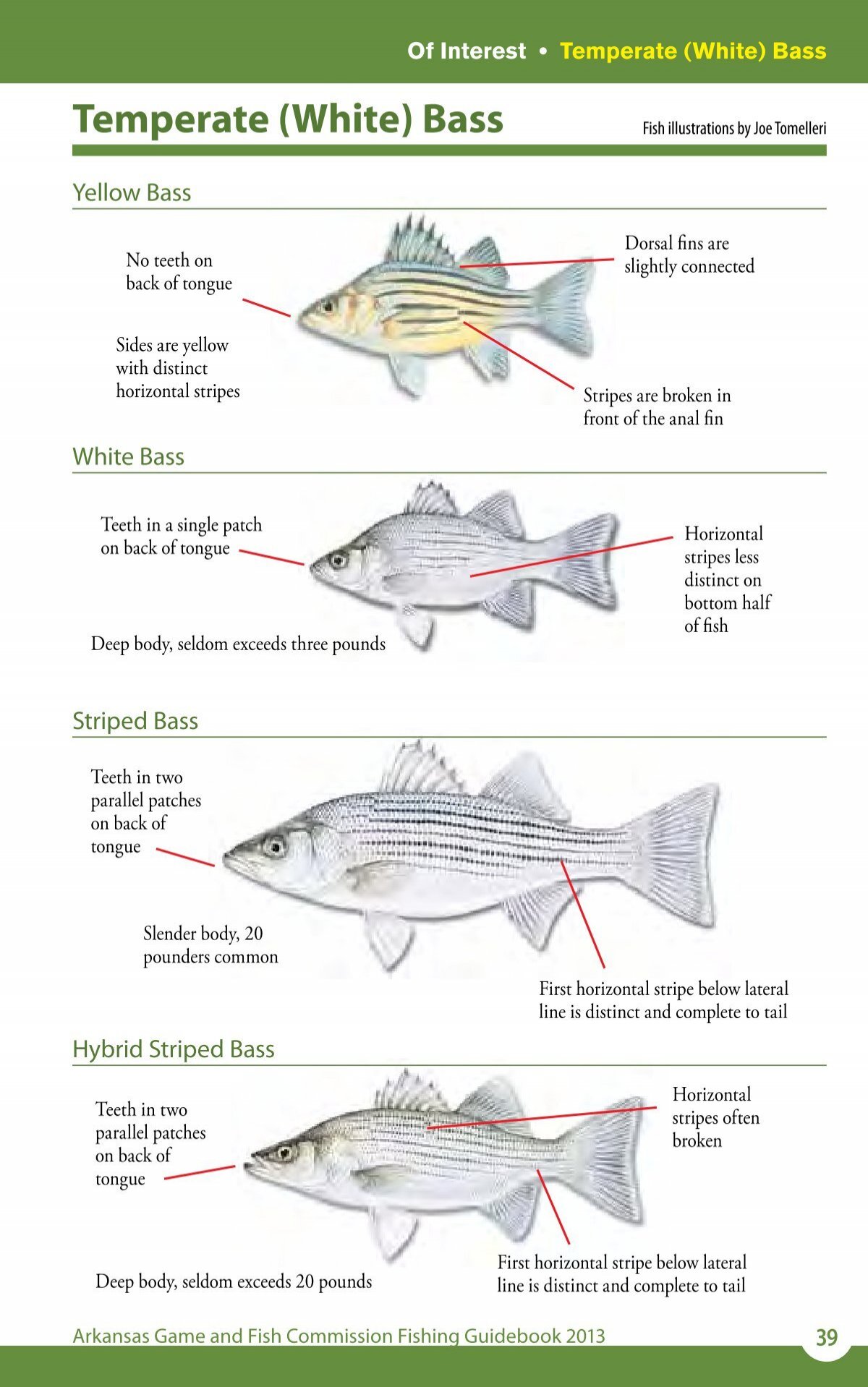 Temperate (White) Bass - Arkansas Game and Fish Commission