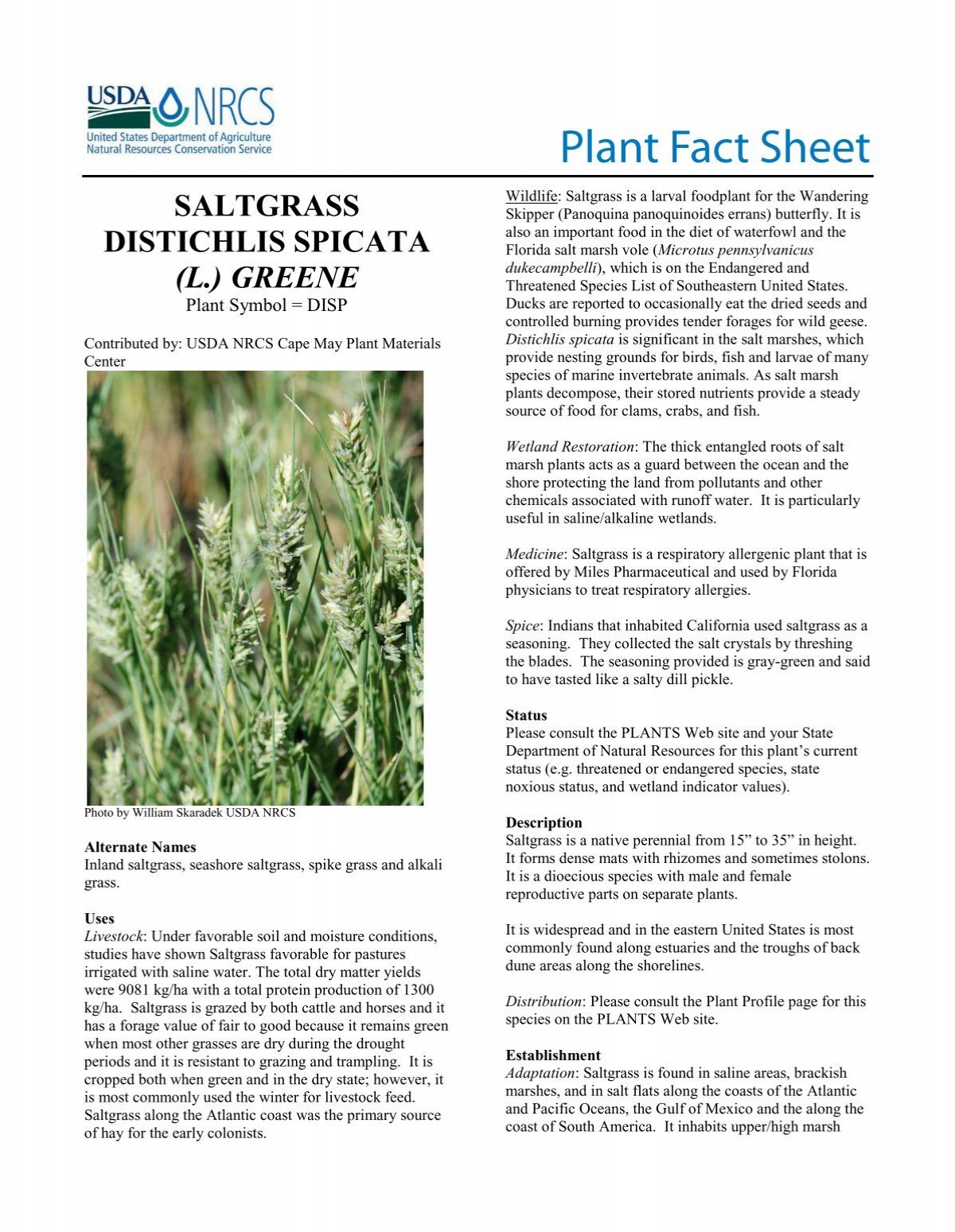 saltgrass-distichlis-spicata-plant-fact-sheet-usda-plants-database