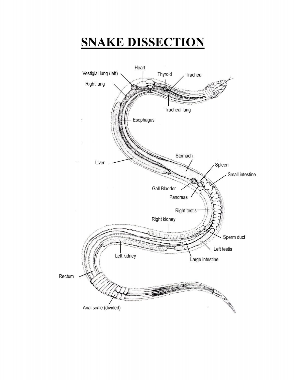 snake external anatomy