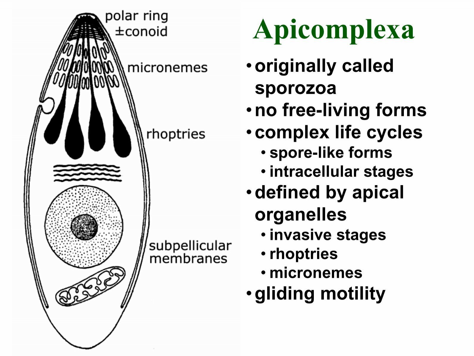 apicomplexa