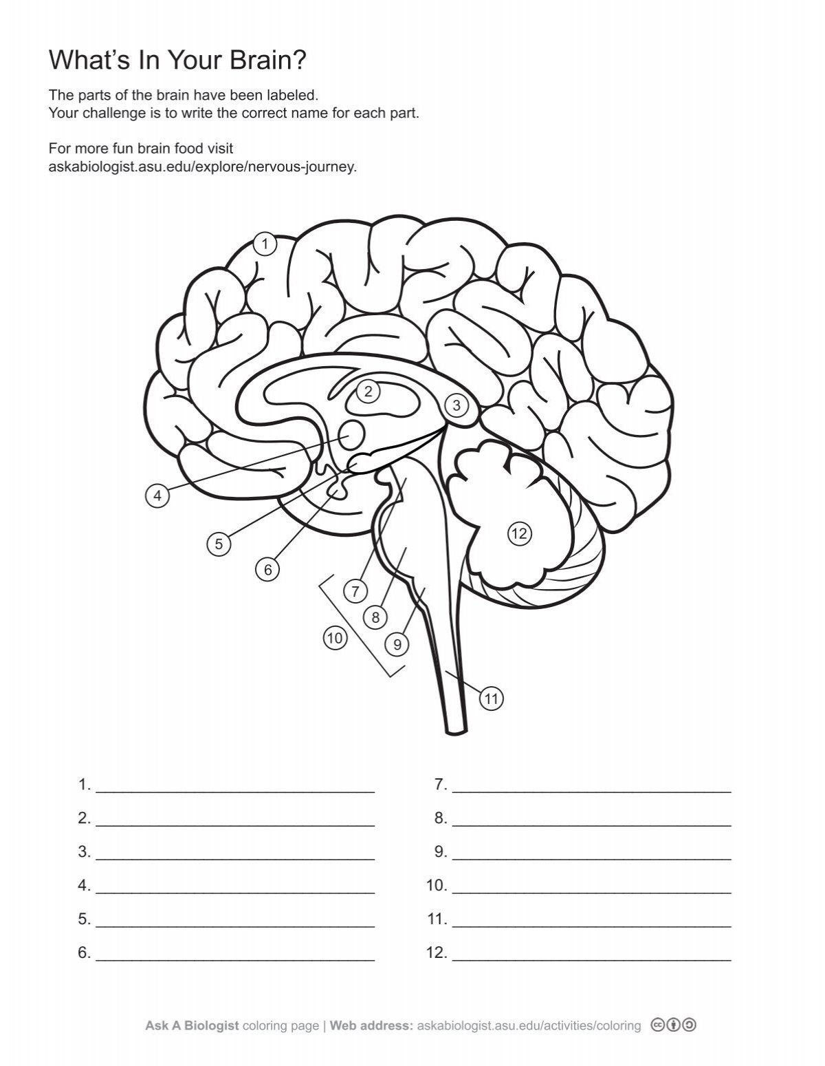 Ask A Biologist - What's In Your Brain? - Worksheet Activity