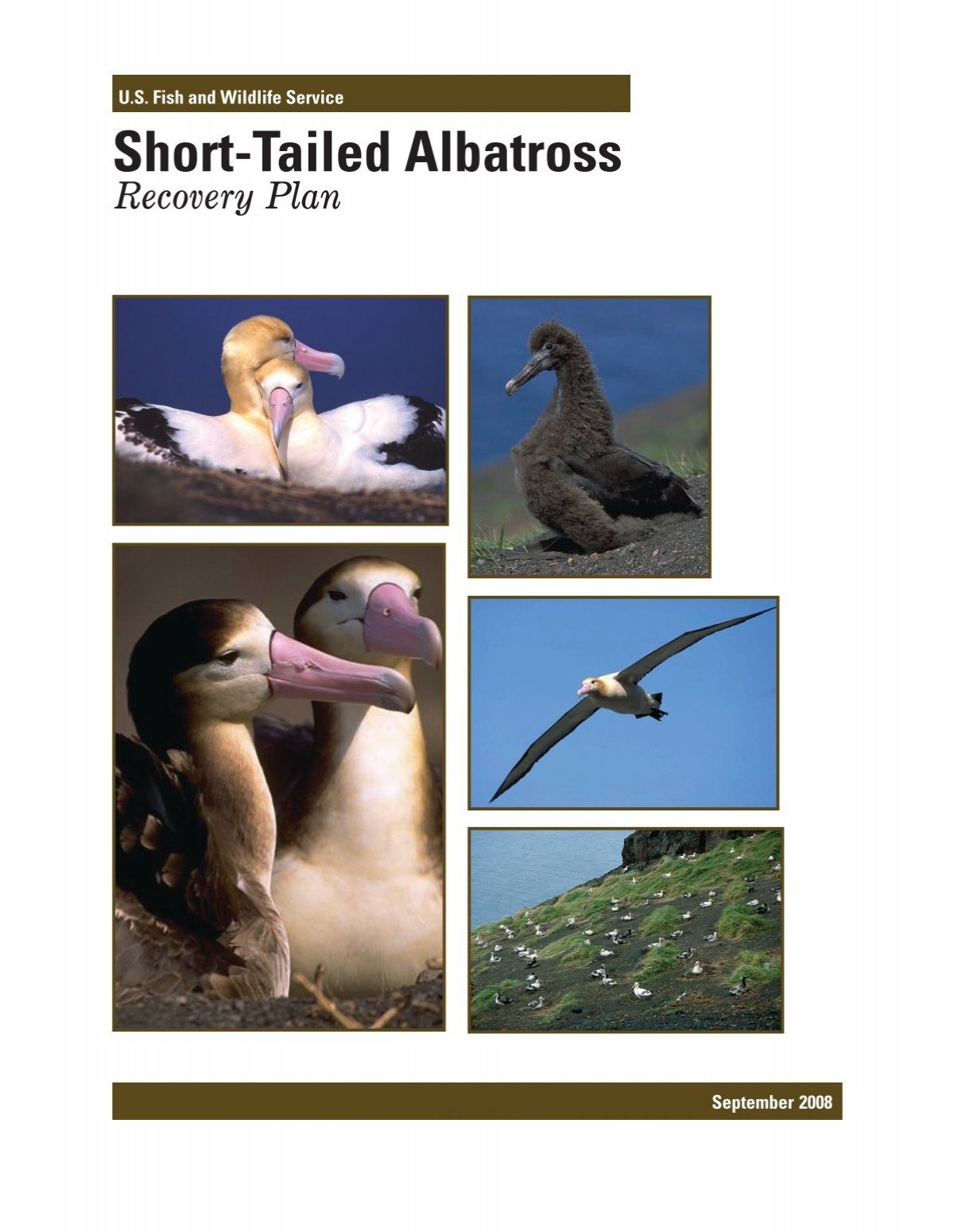 2008. Short-tailed Albatross Recovery Plan - USFWS Alaska Region