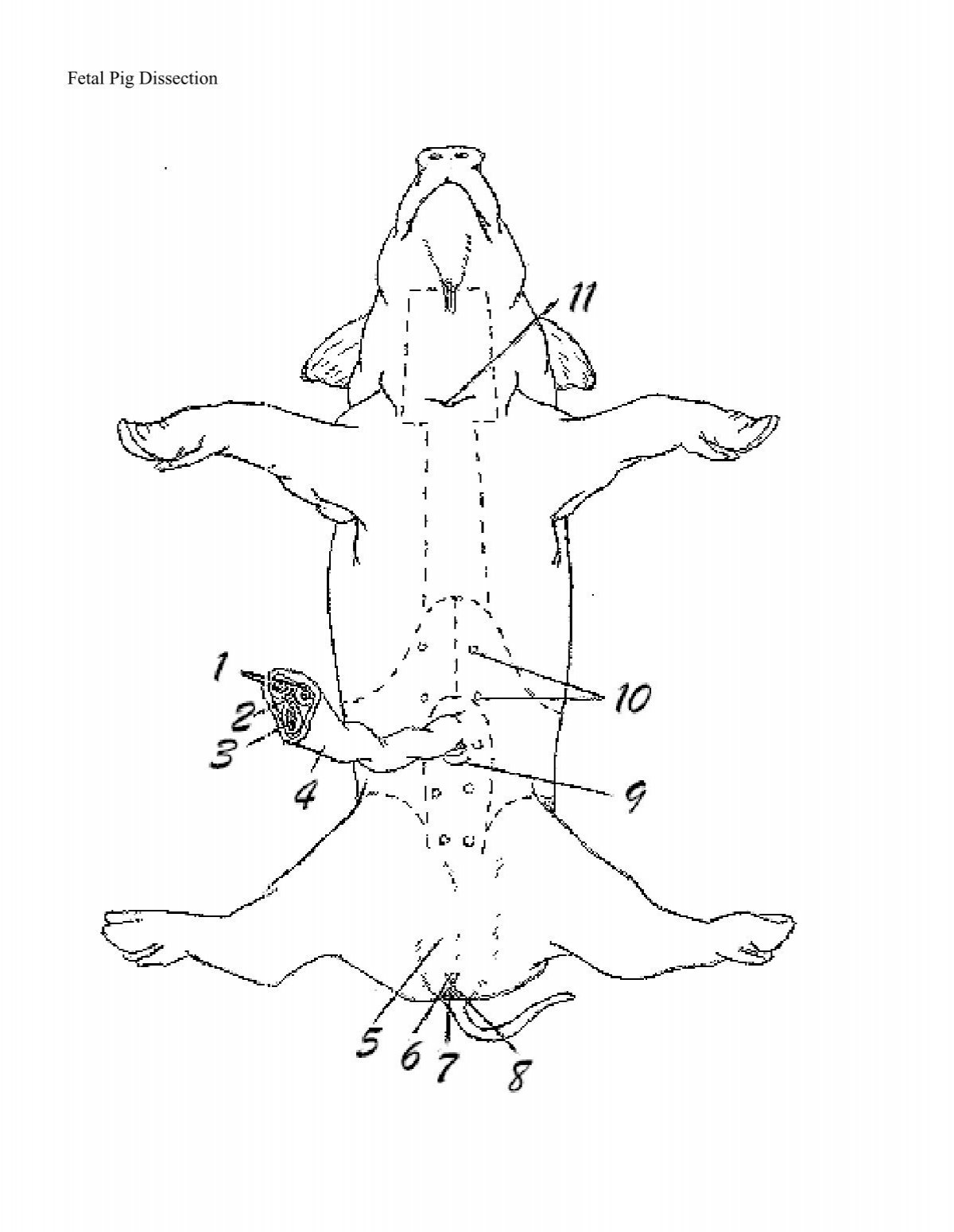 fetal pig diagram