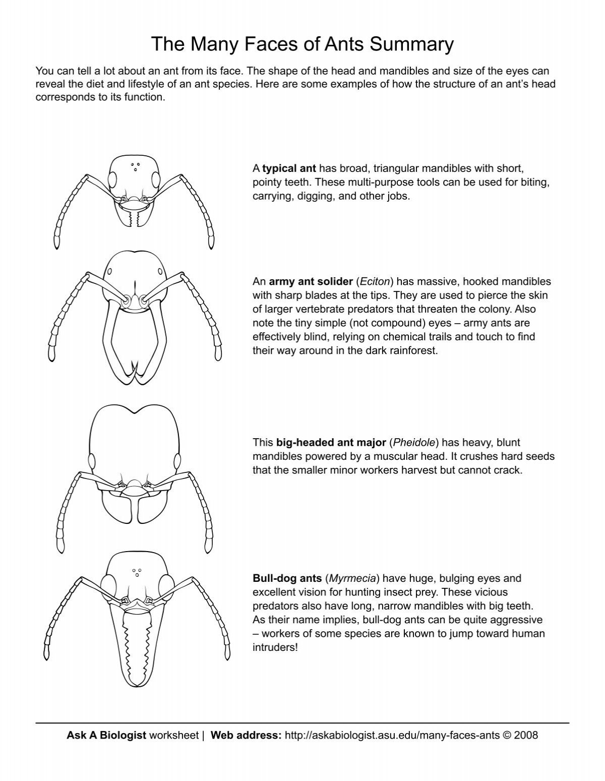 Ask A Biologist The Many Faces of Ants Matching Activity Worksheet