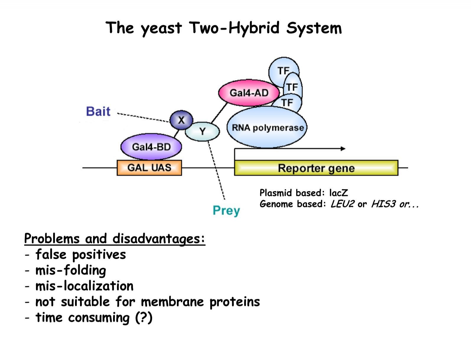 The Yeast Two Hybrid System