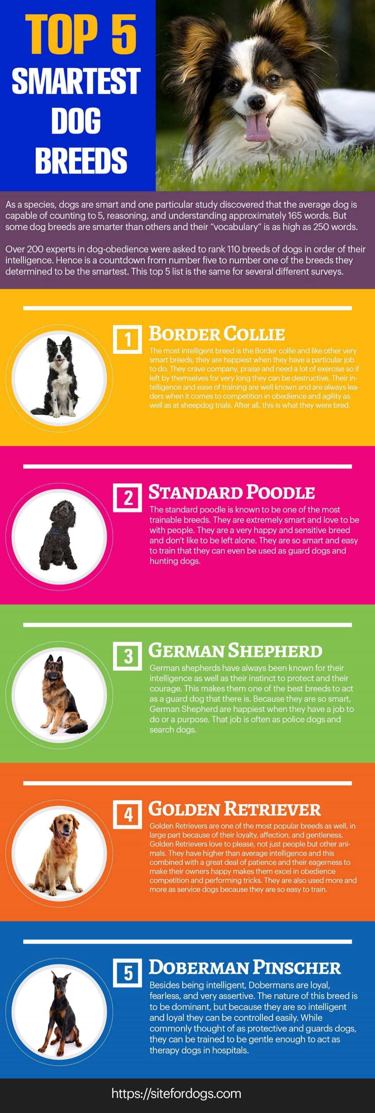 Top 5 Most Intelligent Dog Breeds - Fluent Pet
