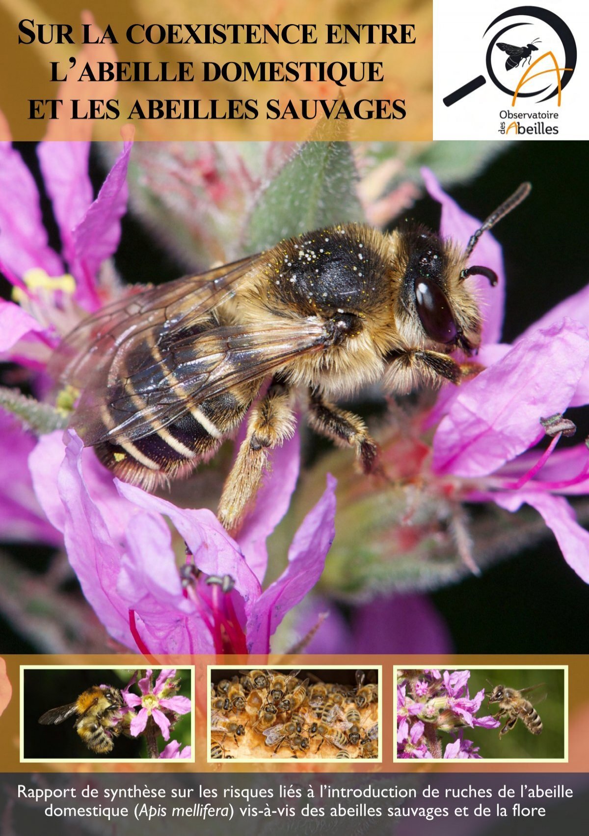 L'abeille, de l'individu à la ruche, un animal indispensable pourtant  fragilisé